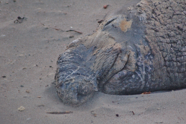 bull elephant seal